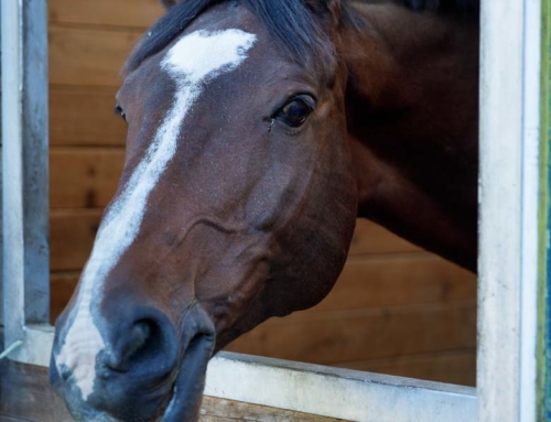 Stabling with Abundant Natural Light